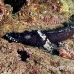 crocodilefish_flathead_pc_h_0705_png2034.jpg